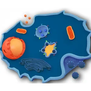 Exosome Exosome